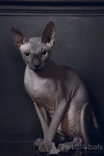 Фото №2 к объявлению №158829 о продаже бамбино - купить в Германии из приюта, заводчик