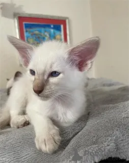 Фото №1. балинезийская (балийская) - купить в Ingolstadt за 32468₽. Объявление №154588