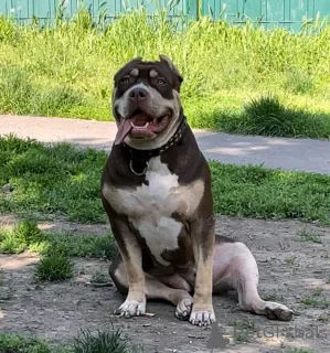 Дополнительные фото: Американский хулиган XL щенки для продажи