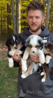 Фото №1. австралийская овчарка - купить в Chambéry за 33303₽. Объявление №141170