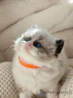 Дополнительные фото: Registrierte reinrassige Ragdoll-Kätzchen