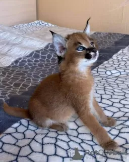 Дополнительные фото: des très beaux chatons, Caracal Savannah F1 и доступные сервалы