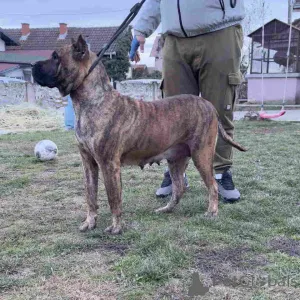 Фото №3. Продаются щенки канарио (канарская собака), высшая родословная..  Сербия