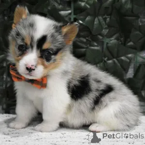 Фото №2 к объявлению №166192 о продаже вельш-корги - купить в Италии заводчик