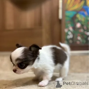 Фото №2 к объявлению №151223 о продаже чихуахуа - купить в Германии частное объявление