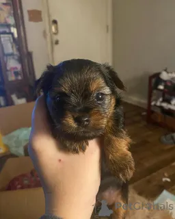 Фото №3. Продаются милые очаровательные щенки йорка. Свяжитесь с WhatsApp Business.  Германия