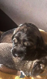 Фото №1. миттельшнауцер - купить в Stara Pazova за договорная. Объявление №157212