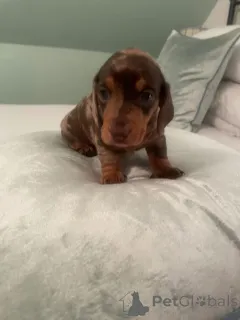 Дополнительные фото: Dachshund puppys....whatsapp me at 44 7453 907158