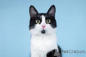 Фото №2 к объявлению №162710 о продаже  - купить в России частное объявление