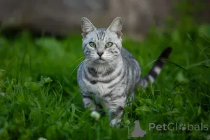 Дополнительные фото: Natallia Аniskavets
