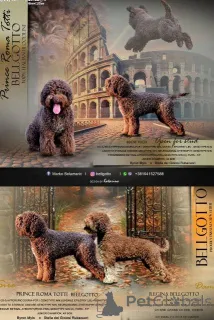 Дополнительные фото: Щенки Лаготто Романьоло