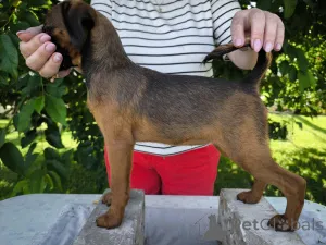 Фото №2 к объявлению №146219 о продаже пти-брабансона - купить в Беларуси заводчик