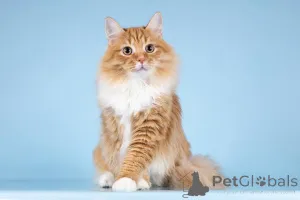 Фото №1.  - купить в Химках за Бесплатно. Объявление №160878