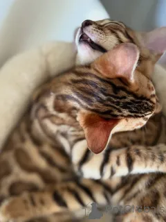 Фото №4. Продажа бигля в Берлине частное объявление, из приюта - цена 51022₽