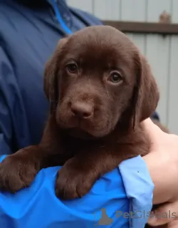 Фото №4. Продажа лабрадор-ретривера в Ярославле из питомника - цена договорная