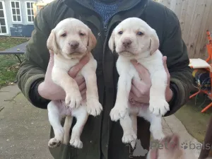 Фото №1. золотистый ретривер - купить в Берлине за договорная. Объявление №141169