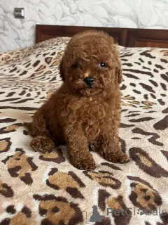 Дополнительные фото: Toy poodle puppies