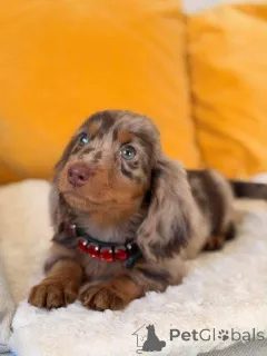 Фото №2 к объявлению №167011 о продаже  - купить в США 