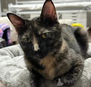 Фото №2 к объявлению №150623 о продаже беспородная - купить в Германии из приюта, заводчик