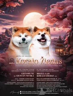 Дополнительные фото: Акита Ину щенки