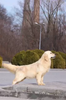 Дополнительные фото: Golden retriever. Boy.