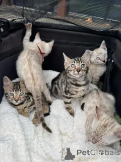 Фото №1. бенгальская - купить в Монтре за 69575₽. Объявление №152744