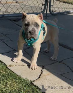 Фото №2 к объявлению №158578 о продаже кане-корсо - купить в Финляндии частное объявление