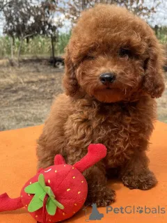 Дополнительные фото: Toy poodle's girl