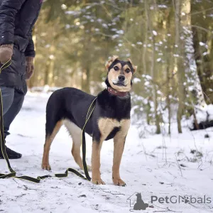 Дополнительные фото: Молли в добрые и ответственные руки!