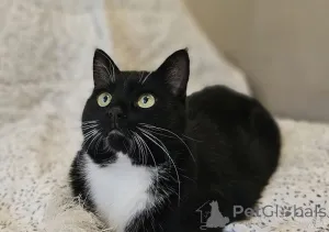 Фото №2 к объявлению №157452 о продаже  - купить в Беларуси частное объявление