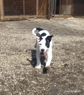 Фото №1. америк.стаффордширский терьер - купить в Пушкино за Бесплатно. Объявление №146005