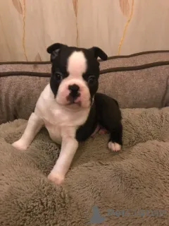 Дополнительные фото: Щенки Бостон-терьера