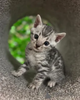 Фото №3. Бенгальские дети умные, сладкие и потрясающие. Швейцария