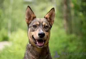 Фото №1. беспородная - купить в Москве реке за Бесплатно. Объявление №145741