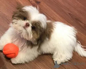 Фото №3. Щенки Shihtzu доступны для усыновления в.  Германия