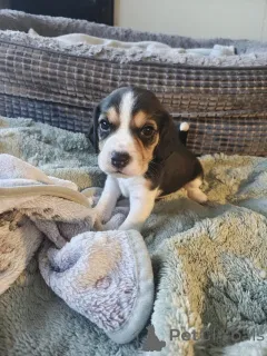 Фото №1. бигль - купить в Баденхайм за договорная. Объявление №167556