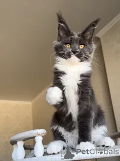 Фото №4. Продам мейн-куна в Эттельбрюк частное объявление - цена договорная