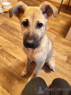 Фото №1. беспородная - купить в Липецке за Бесплатно. Объявление №163839