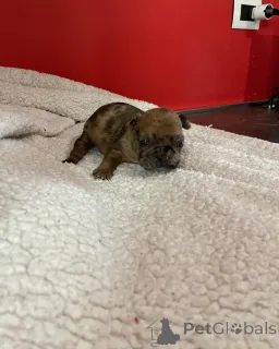 Фото №3. Буледог французский уникальный 2500.  Франция