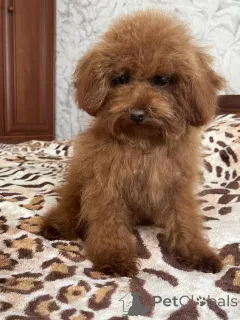 Фото №2 к объявлению №157861 о продаже пуделя (той) - купить в Украине частное объявление, из питомника, заводчик