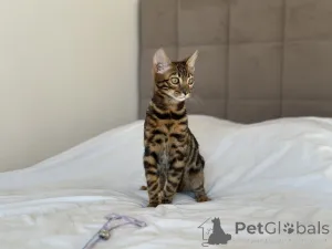 Фото №4. Продам бенгальскую в Бостон частное объявление, из питомника, заводчик - цена договорная