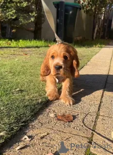 Фото №2 к объявлению №167786 о продаже английского кокер-спаниеля - купить в Финляндии частное объявление