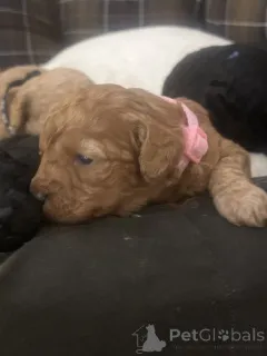 Дополнительные фото: Продаются миниатюрные той-пудели.