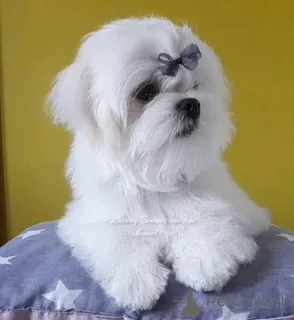 Дополнительные фото: Очаровательные братья, щенки мальтезе, корейские крови.