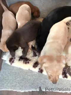 Фото №2 к объявлению №159436 о продаже лабрадор-ретривера - купить в Бельгии частное объявление