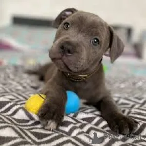 Фото №2 к объявлению №165603 о продаже стаффордширского бультерьера - купить в Нидерландах частное объявление, заводчик