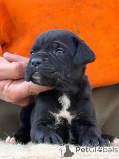 Фото №3. Entzückende Cane-Corso-Welpen suchen ein Liebevolles Zuhause!.  Германия