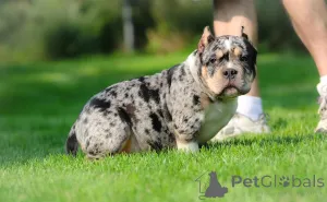 Фото №2 к объявлению №147448 о продаже американского булли - купить в Германии частное объявление