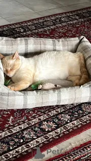 Фото №1.  - купить в Strassen за Бесплатно. Объявление №142270