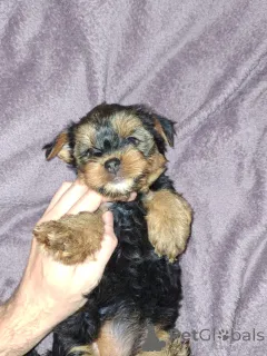 Дополнительные фото: Девочка и Мальчик Йоркширского Терьера. 